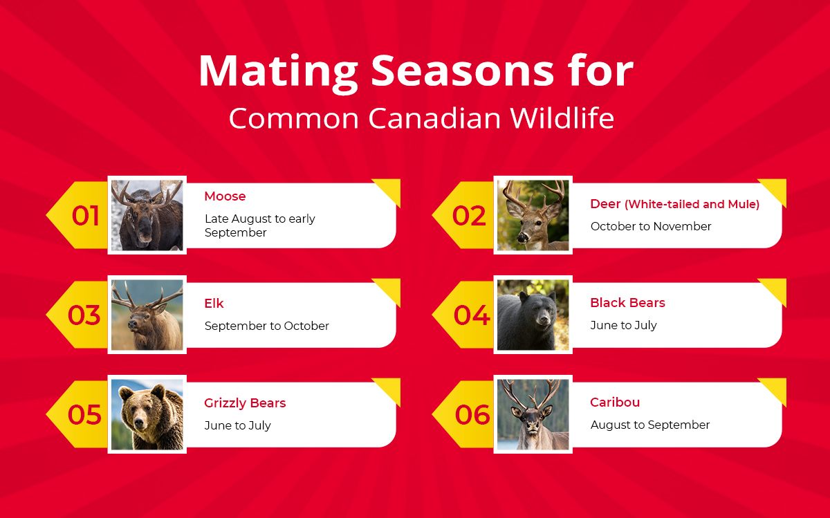 Mating Seasons for Common Canadian Wildlife
