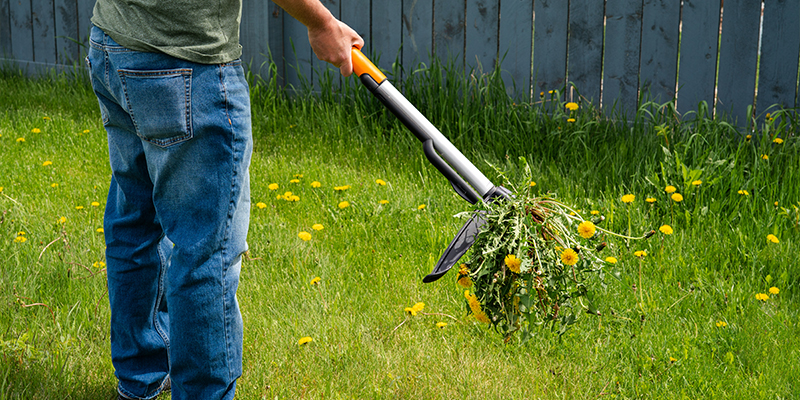 Remove Dandelions